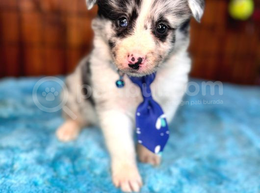 Dunyani̇n En Zeki̇ Irki Merle Border Collie görsel