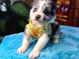 DUNYANİN EN ZEKİ IRKI Merle BORDER COLLIE