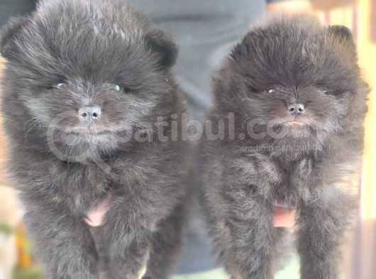 Nadi̇r  Renk Si̇yah Pomeri̇an Yavrulari