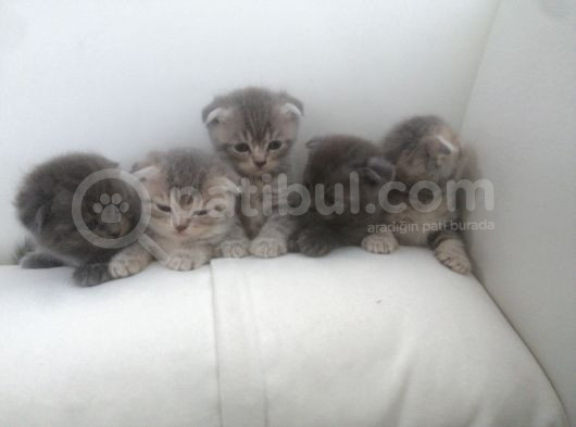 2 Aylıktan Kucuk Yavrularımız Yeni Yuvalarını Arıyor görsel