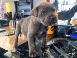 Dev cane corso Italiano yavrularımiz
