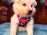 Ayi̇ Yavrusu Samoyed A Kali̇te Irk