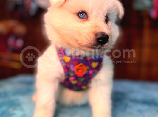 Ayi̇ Yavrusu Samoyed A Kali̇te Irk görsel