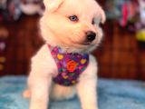 AYİ YAVRUSU SAMOYED A KALİTE IRK