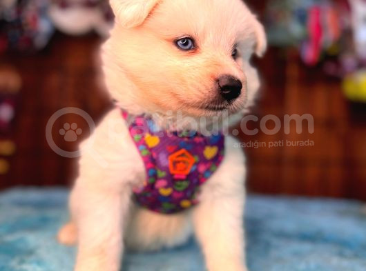Ayi̇ Yavrusu Samoyed A Kali̇te Irk