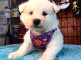 Ayi̇ Yavrusu Samoyed A Kali̇te Irk