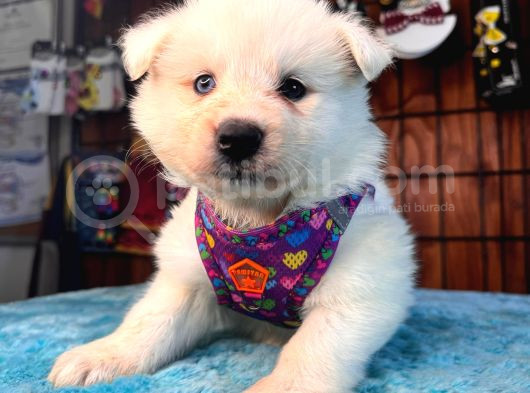 Ayi̇ Yavrusu Samoyed A Kali̇te Irk görsel