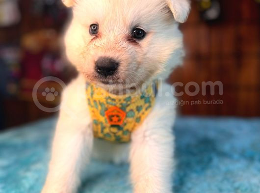 Ayi̇ Yavrusu Samoyed A Kali̇te Irk görsel