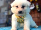 Ayi̇ Yavrusu Samoyed A Kali̇te Irk