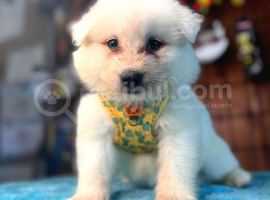 Ayi̇ Yavrusu Samoyed A Kali̇te Irk görsel