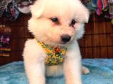 Ayi̇ Yavrusu Samoyed A Kali̇te Irk