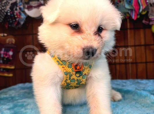 Ayi̇ Yavrusu Samoyed A Kali̇te Irk görsel