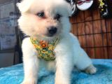 Ayi̇ Yavrusu Samoyed A Kali̇te Irk