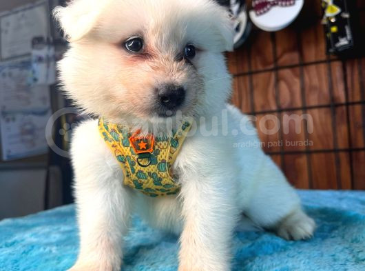 Ayi̇ Yavrusu Samoyed A Kali̇te Irk görsel