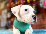 En Iyi Bekçi Köpeği Irkı Dev Amerikan Bulldog