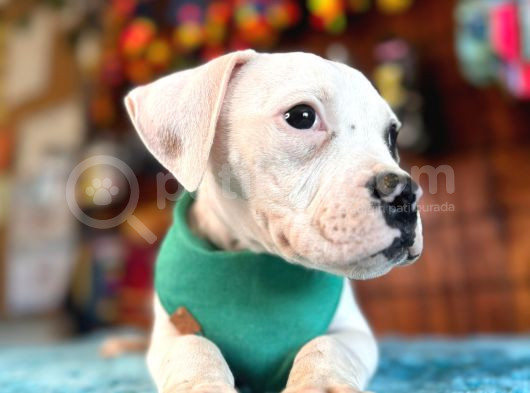 En Iyi Bekçi Köpeği Irkı Dev Amerikan Bulldog görsel