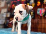 En iyi bekçi köpeği ırkı Dev Amerikan bulldog