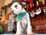 En Iyi Bekçi Köpeği Irkı Dev Amerikan Bulldog
