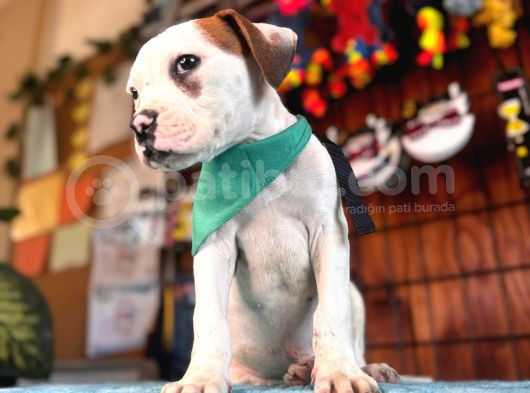 En Iyi Bekçi Köpeği Irkı Dev Amerikan Bulldog görsel