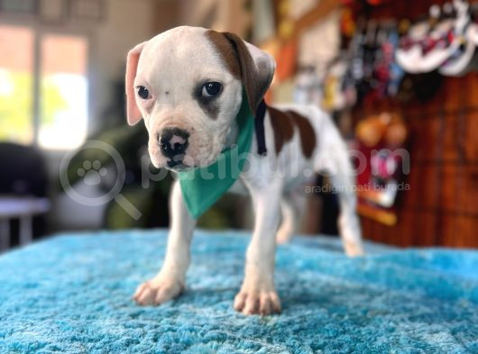 En Iyi Bekçi Köpeği Irkı Dev Amerikan Bulldog görsel