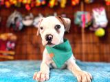En Iyi Bekçi Köpeği Irkı Dev Amerikan Bulldog