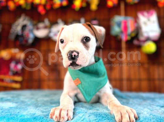 En Iyi Bekçi Köpeği Irkı Dev Amerikan Bulldog görsel