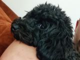 7 aylık Dişi toy poodle uygun fiyatlı