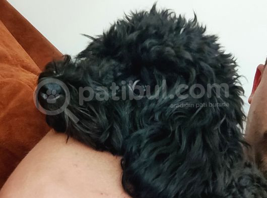 7 Aylık Dişi Toy Poodle Uygun Fiyatlı