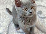 Tesli̇me Hazir Mi̇nnaklar Kaçmazgüzelli̇kler