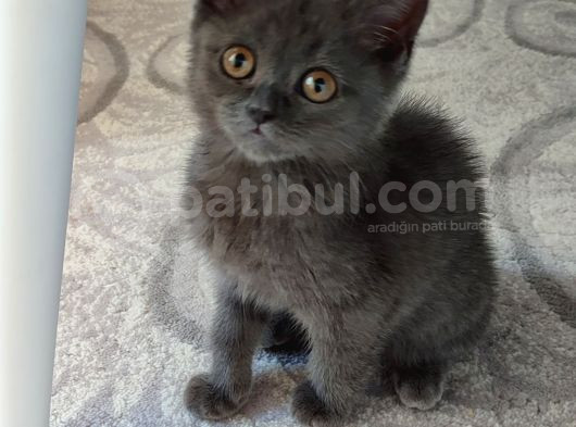 Tesli̇me Hazir Mi̇nnaklar Kaçmazgüzelli̇kler görsel