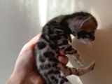 Safkan bengal yavruları