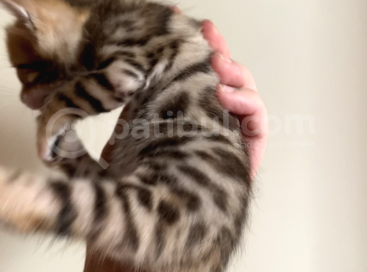 Safkan Bengal Yavruları görsel