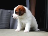 Şampiyon Soydan Şecereli Kayıtlı Jack Russell Terrier Yavru