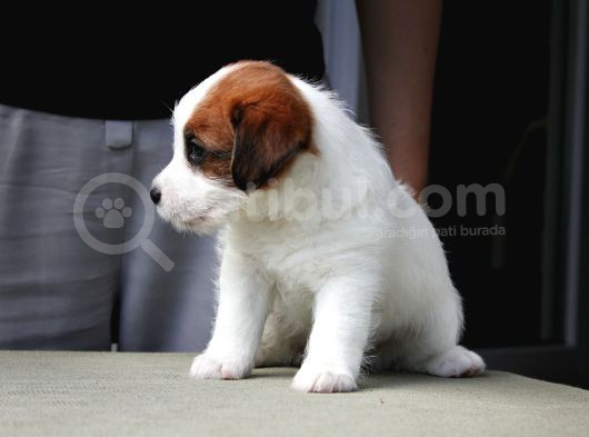 Şampiyon Soydan Şecereli Kayıtlı Jack Russell Terrier Yavru görsel