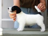 Şampiyon Soydan Şecereli Kayıtlı Jack Russell Terrier Yavru