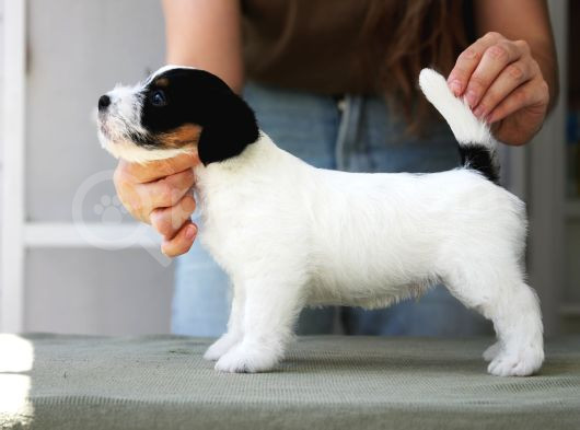 Şampiyon Soydan Şecereli Kayıtlı Jack Russell Terrier Yavru görsel
