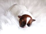 Şampiyon Soydan Şecereli Kayıtlı Jack Russell Terrier Yavru