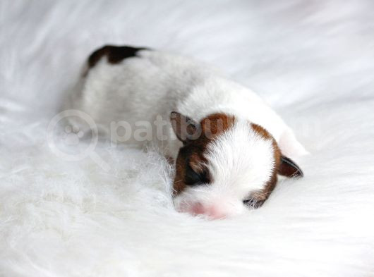 Şampiyon Soydan Şecereli Kayıtlı Jack Russell Terrier Yavru görsel
