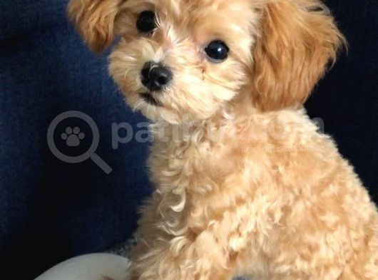 Kahve Tonlu Mini Boy Puppy Sevimli Yavrular Malti̇po Ci̇nsi̇  görsel
