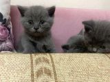 Safkan british shorthair yavrularımız yeni yuvalarına hazır