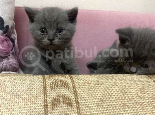 Safkan British Shorthair Yavrularımız Yeni Yuvalarına Hazır
