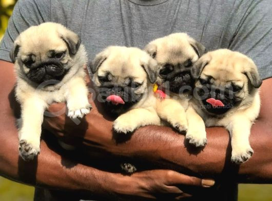 A Kalite Safkan Pug Yavrular görsel