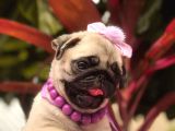 A kalite safkan pug yavrular