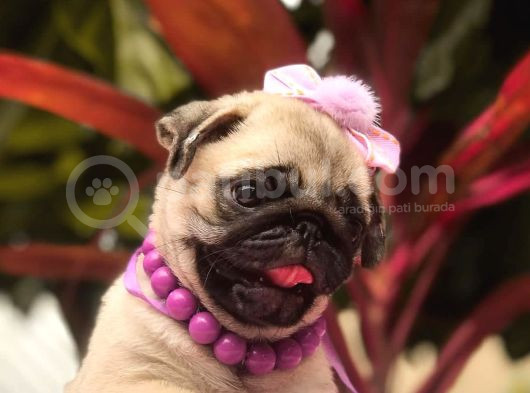 A Kalite Safkan Pug Yavrular