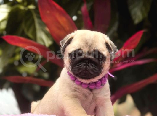 A Kalite Safkan Pug Yavrular görsel