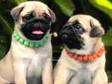 A Kalite Safkan Pug Yavrular