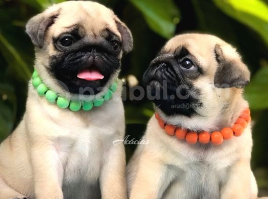 A Kalite Safkan Pug Yavrular görsel