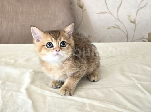 Yavru Kedilerimize Yuva Arıyoruz görsel