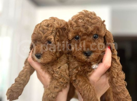 Minik Toy Poodle görsel