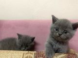 Safkan British Shorthair Yavrularımız Yeni Yuvalarına Hazır